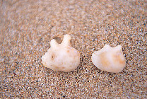 【古宇利島の観光スポット】自然そのままが残る天然のビーチ「トケイ浜」