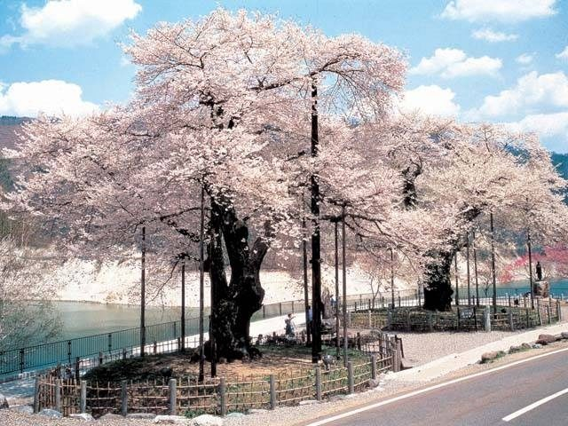 荘川桜