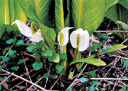 大沼湖畔で見られる動植物