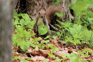 大沼湖畔で見られる動植物