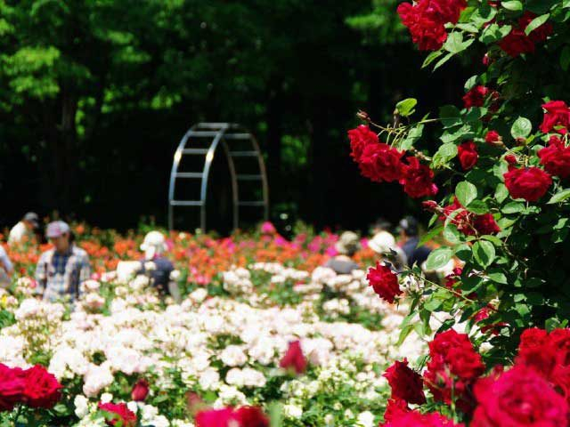 13.庄内緑地(愛知県)