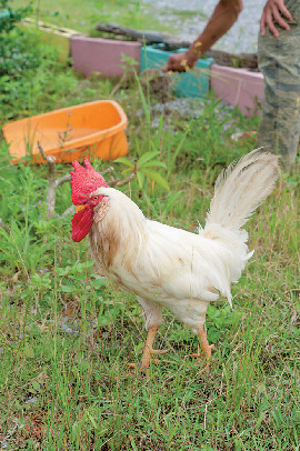 ヒロ・コーヒーファーム沖縄