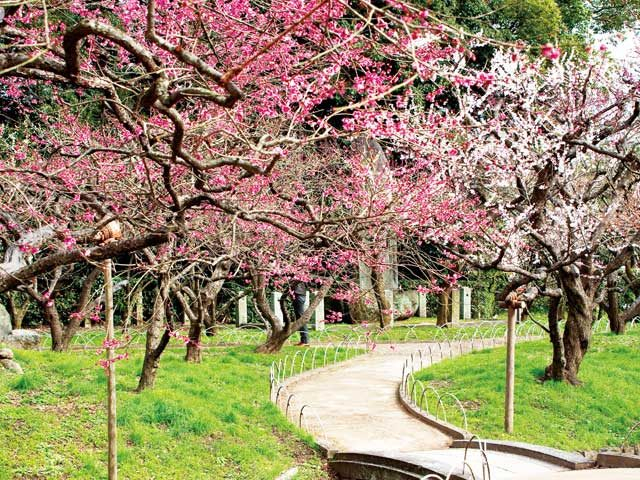 【金閣寺周辺×観光】菅原道真公を祀る天満宮の総本社「北野天満宮」