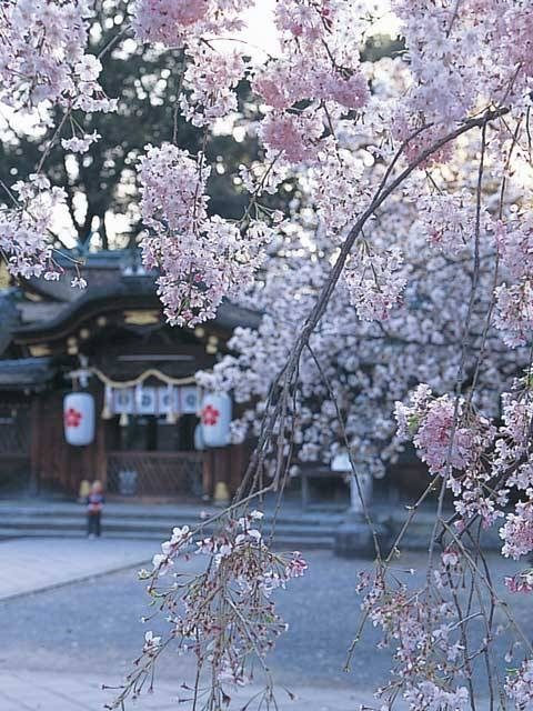 【金閣寺周辺×観光】台所の神様を祀る桜の名所「平野神社」