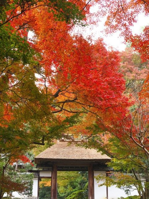 【哲学の道周辺のお寺&神社】桜、サツキ、紅葉と季節折々に公開「安楽寺」