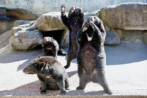 【奥飛騨温泉郷×観光】愛嬌いっぱいのクマとふれあえる「奥飛騨 クマ牧場」