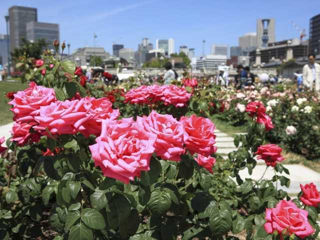 16.中の島公園(大阪府)