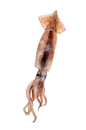 函館のイカがおいしい理由