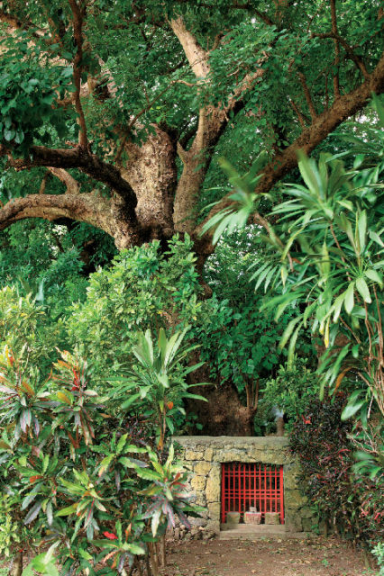 金城町の大アカギ