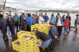 【函館×函館漁港イカセリ】函館市水産物地方卸売市場