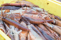 【函館×函館漁港イカセリ】函館市水産物地方卸売市場