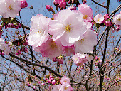 代表的な品種と見ごろ