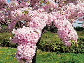 代表的な品種と見ごろ