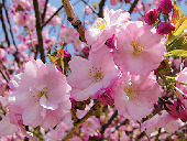 代表的な品種と見ごろ