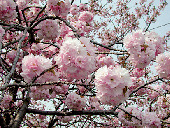 代表的な品種と見ごろ