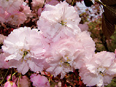 代表的な品種と見ごろ