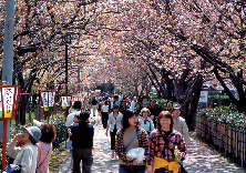 松前さくらまつりにも注目!