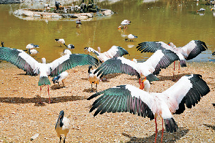 【沖縄旅行×家族旅プラン】14:30 ネオパークオキナワ名護自然動植物公園