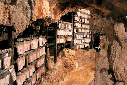 金武鍾乳洞 古酒蔵 龍の蔵