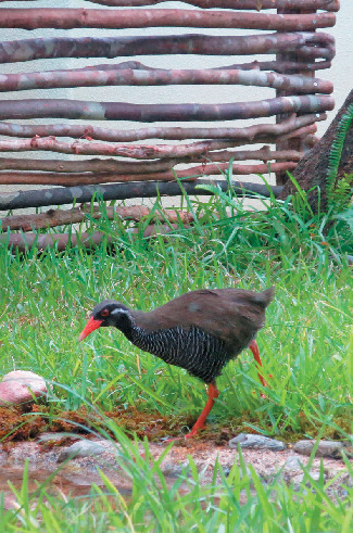 ヤンバルクイナ生態展示学習施設 クイナの森