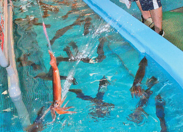 【2泊3日の函館・道南観光モデルコース】函館朝市のイカ釣り体験で水を吐かれる…