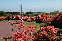 【函館・道南観光×春のイベント】恵山つつじまつり