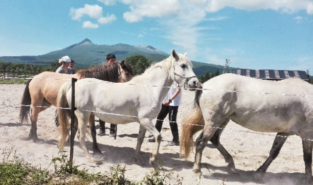 【2泊3日の函館・道南観光モデルコース】朝から牧場へ。馬とふれ合える「大沼流山牧場」
