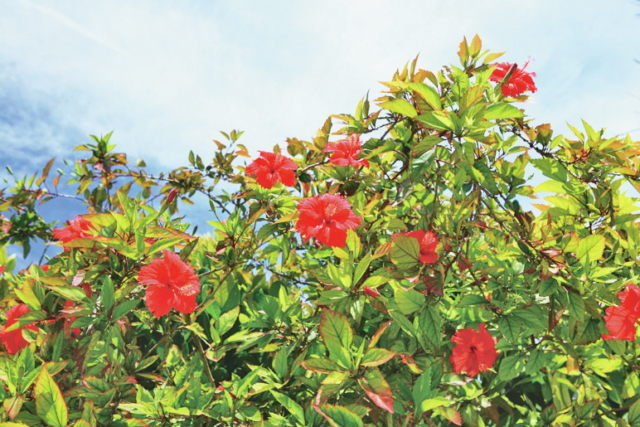 備瀬のフクギ並木について知ろう