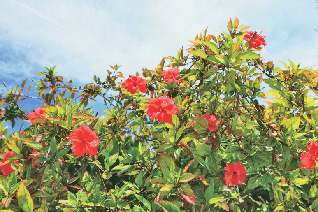 めぐり方アドバイス