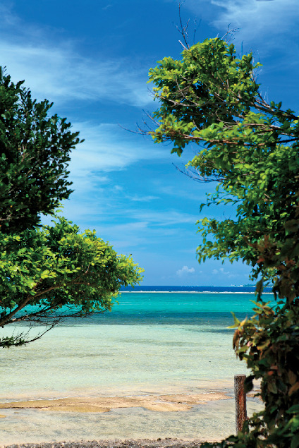 【備瀬のフクギ並木×観光】ナカミチ