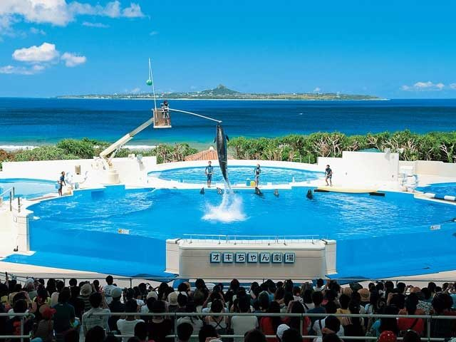 【沖縄でやりたいこと】水族館外の人気者たちもCheck!