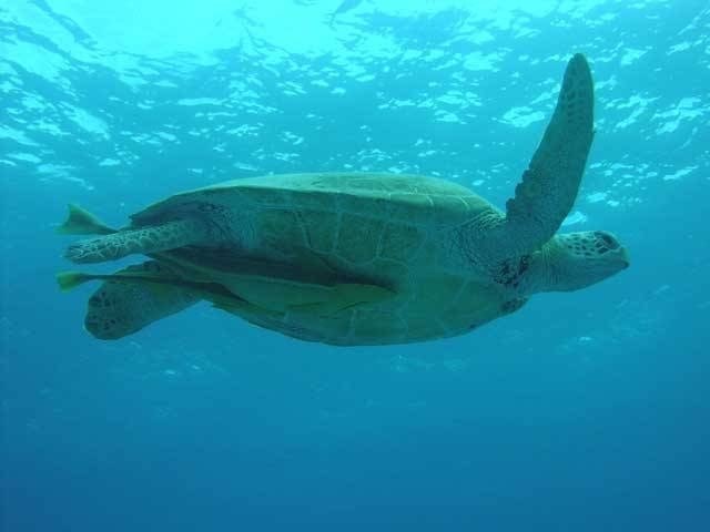 【沖縄・本島&慶良間諸島×アイランドビーチ】ウミガメが暮らす波穏やかな天然ビーチ「トカシクビーチ」
