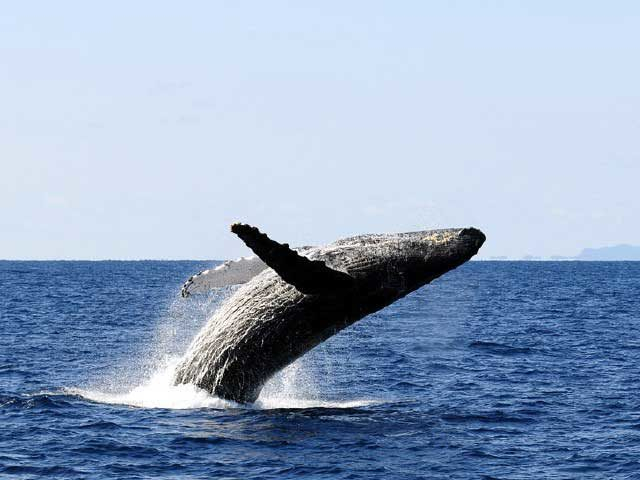 慶良間諸島・久米島エリア