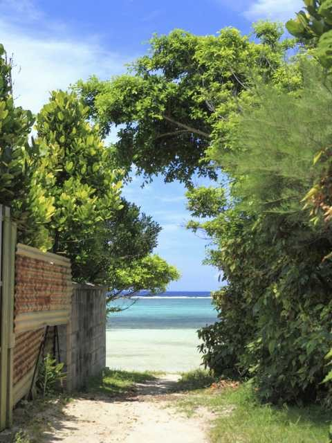 備瀬のフクギ並木