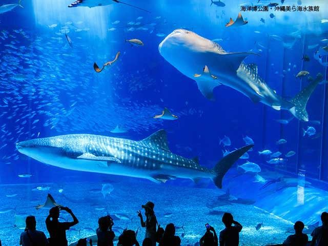 沖縄観光エリア5. 沖縄美ら海水族館周辺