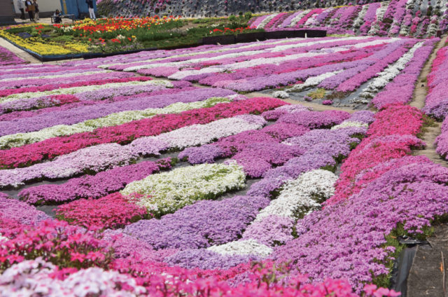 札苅村上芝桜園