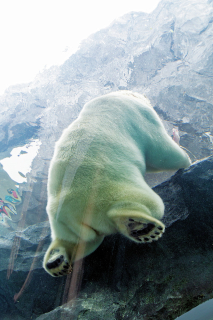 ホッキョクグマ館