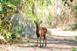 沖縄本島から慶良間諸島へのアクセス