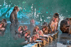 【湯の川×観光】南国の珍しい植物が見られる「函館市熱帯植物園」