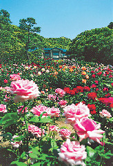 【鎌倉・長谷&由比ヶ浜×イベント】鎌倉文学館バラまつり