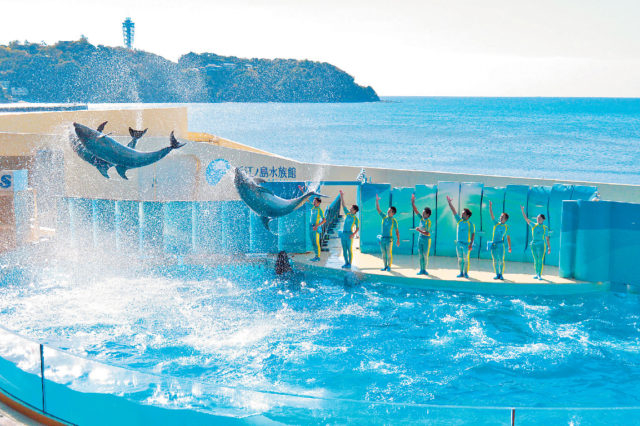 かわいいイルカに会いたい!