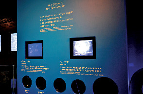 神秘的なクラゲに癒されたい