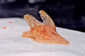 こんなクラゲを研究