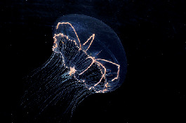 こんなクラゲを研究