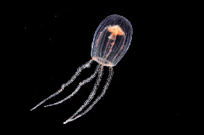 こんなクラゲを研究