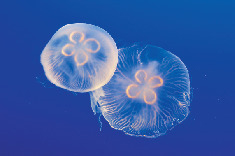 多彩なクラゲたち