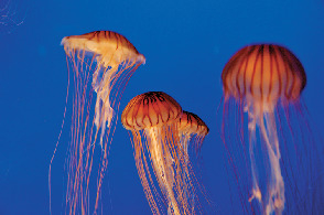 多彩なクラゲたち