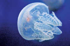 多彩なクラゲたち