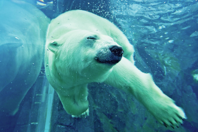 ホッキョクグマ館