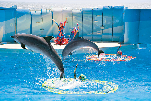 かわいいイルカに会いたい!